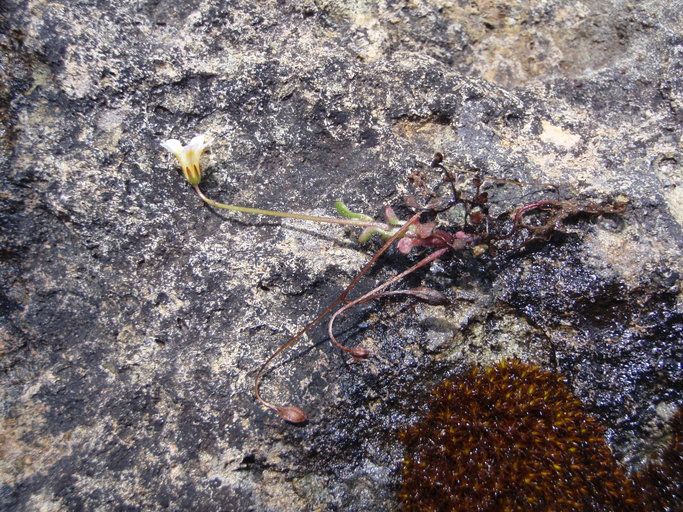 Romanzoffia thompsonii