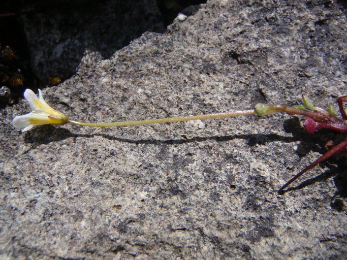 Romanzoffia thompsonii