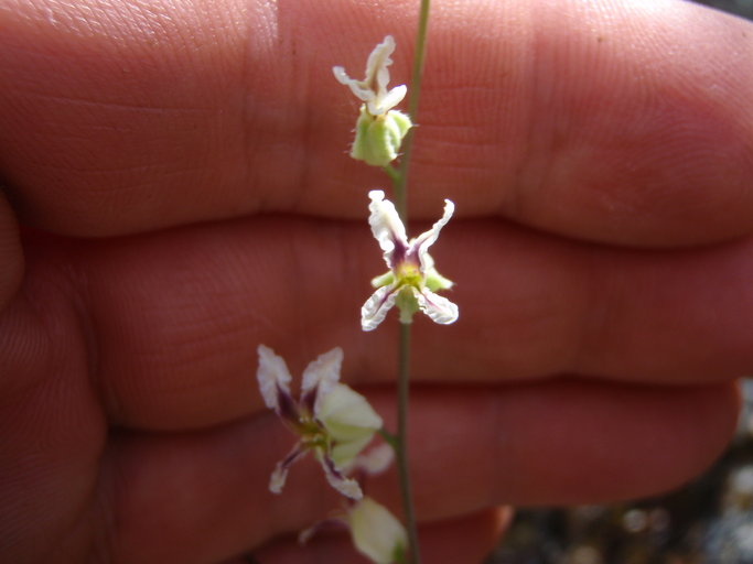 Streptanthus glandulosus