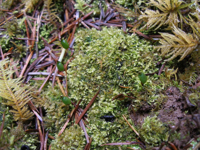 Buxbaumia viridis