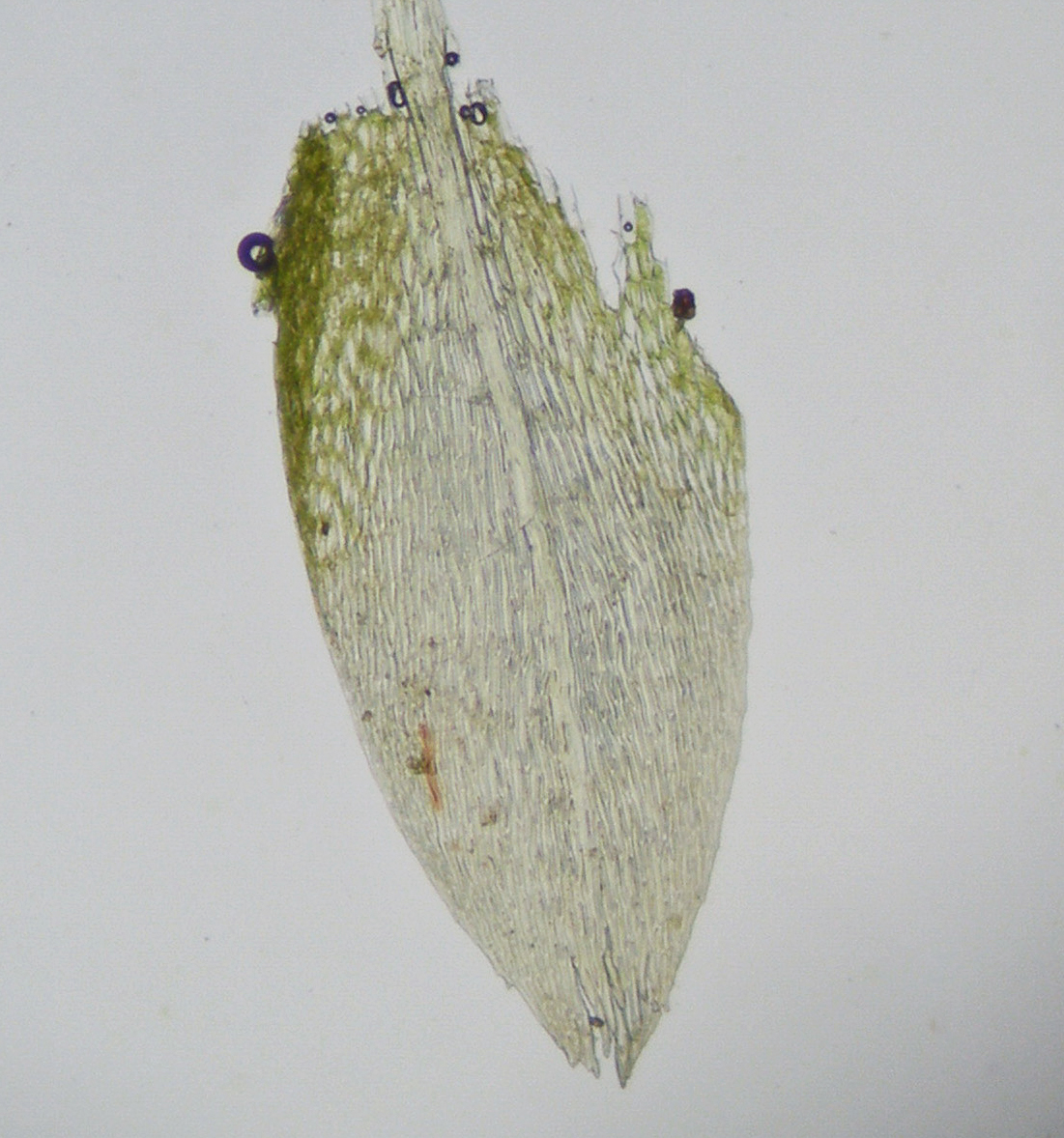 Anomobryum julaceum