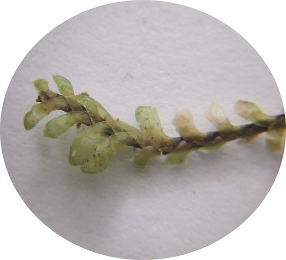 Diplophyllum plicatum
