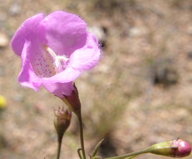 Agalinis peduncularis