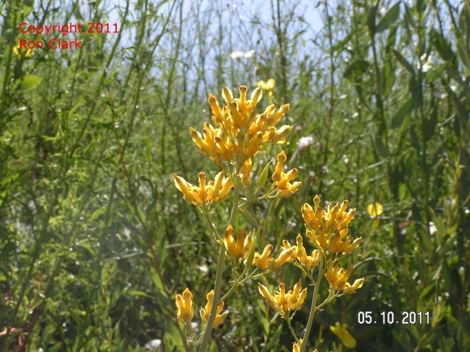 Ehrendorferia chrysantha Ehrendorferia chrysantha