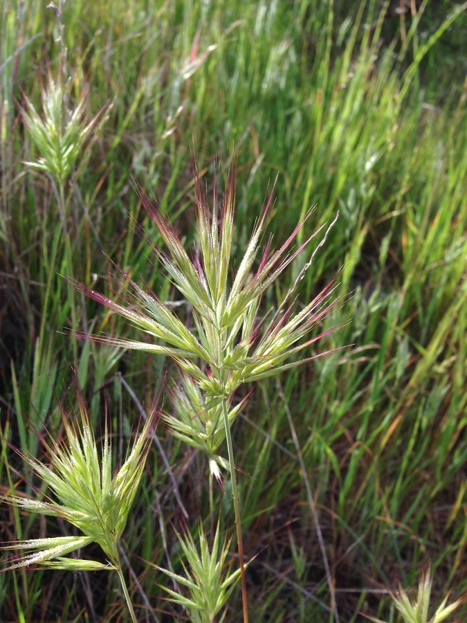 Bromus rubens
