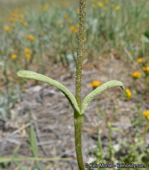 Lasthenia glabrata ssp. coulteri