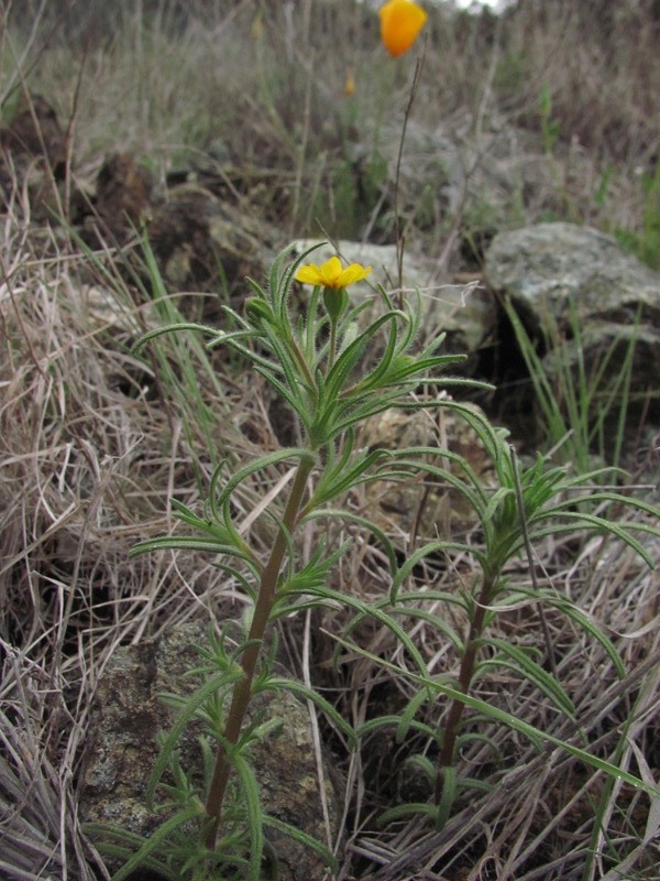 Harmonia guggolziorum