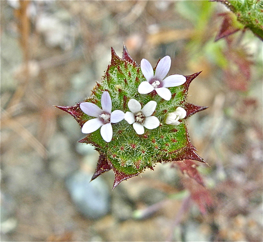 Navarretia rosulata