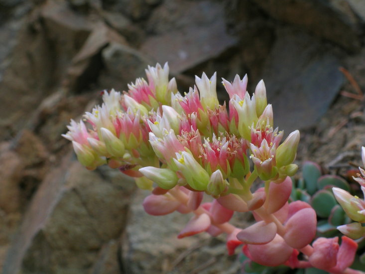 Sedum flavidum