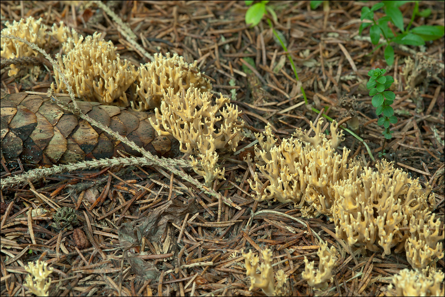 Ramaria abietina