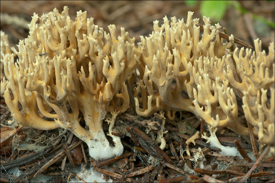 Ramaria abietina