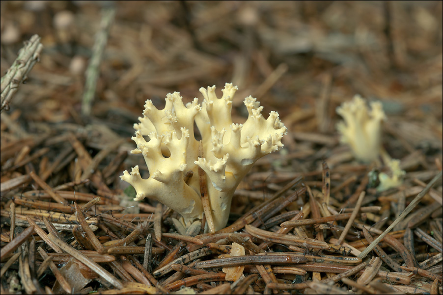 Ramaria abietina