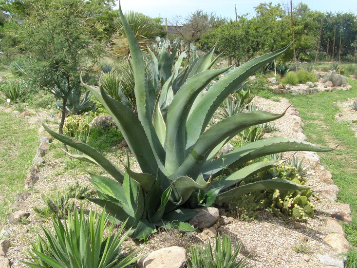 Agave salmiana Agave salmiana