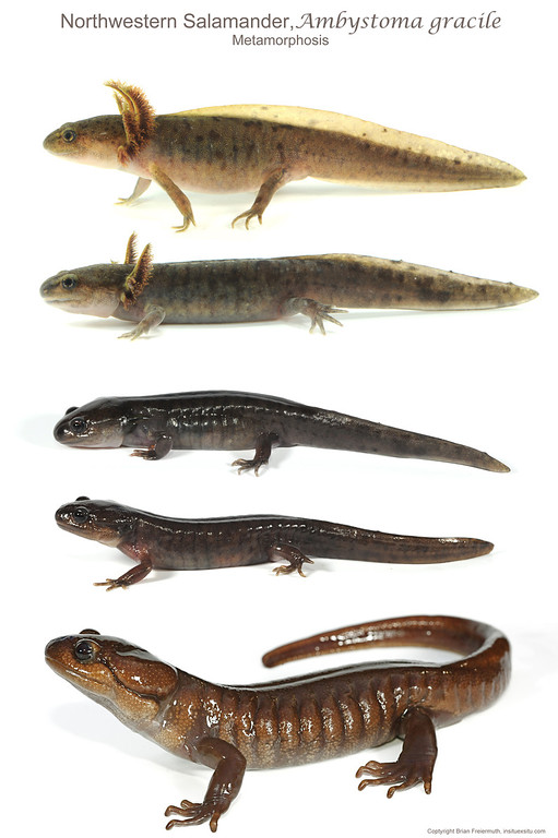 Ambystoma gracile Ambystoma gracile