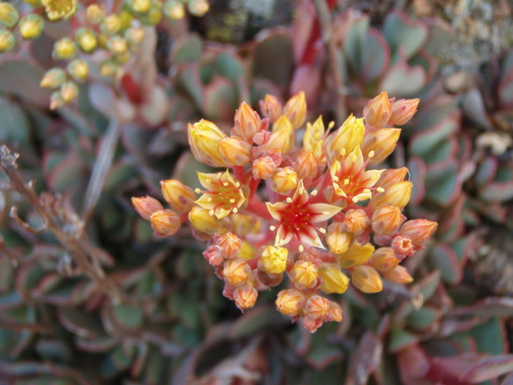 Sedum paradisum ssp. paradisum Sedum paradisum ssp. paradisum