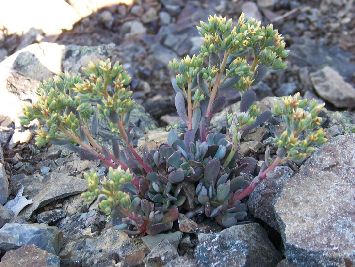 Sedum paradisum ssp. paradisum