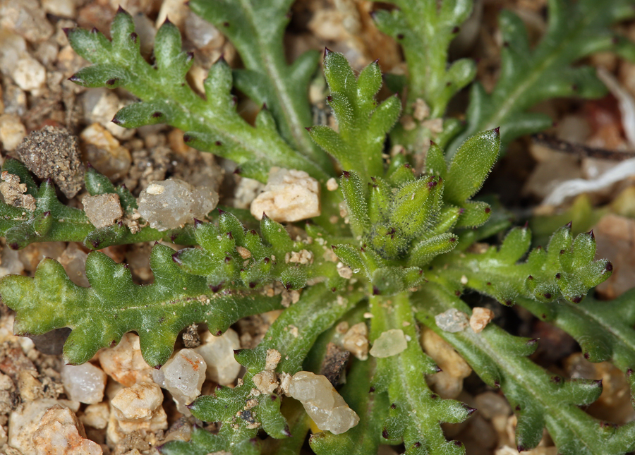 Gilia brecciarum ssp. brecciarum