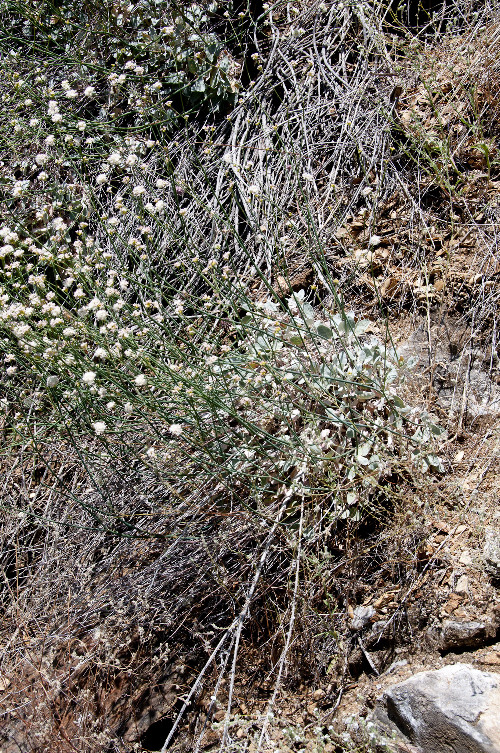 Eriogonum nudum var. murinum