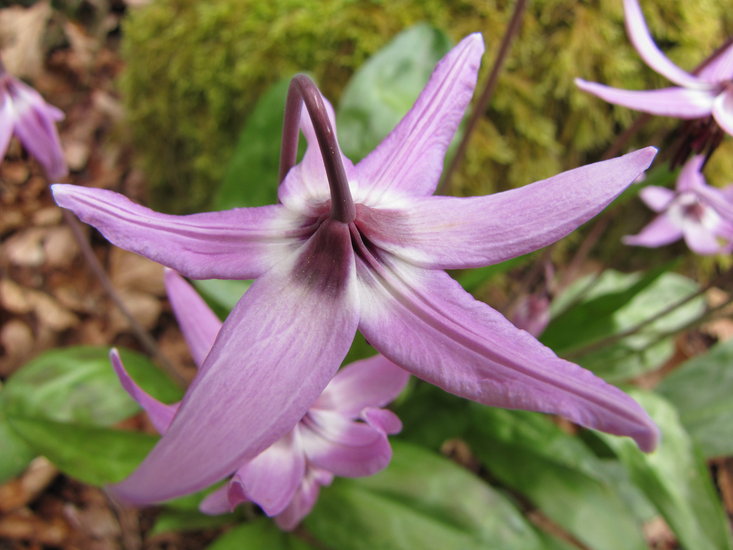 Erythronium hendersonii