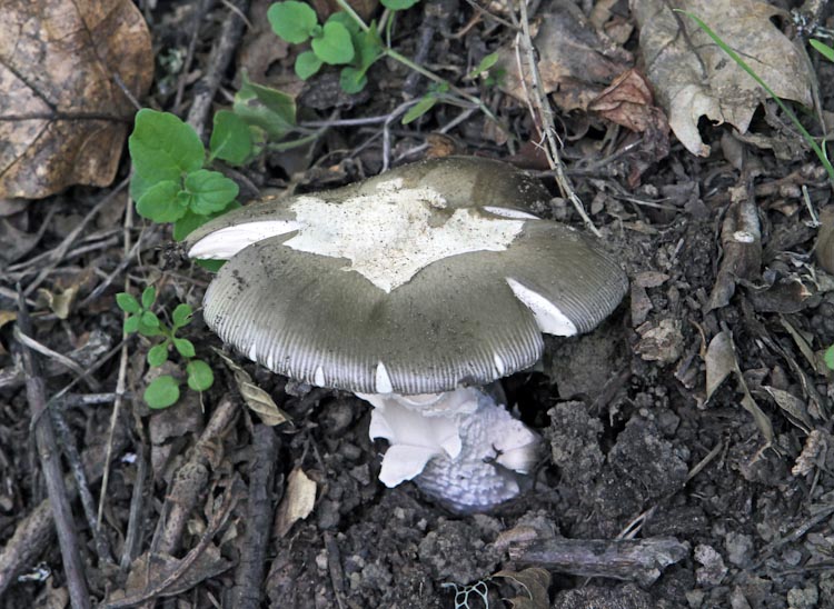 Amanita vaginata Amanita vaginata