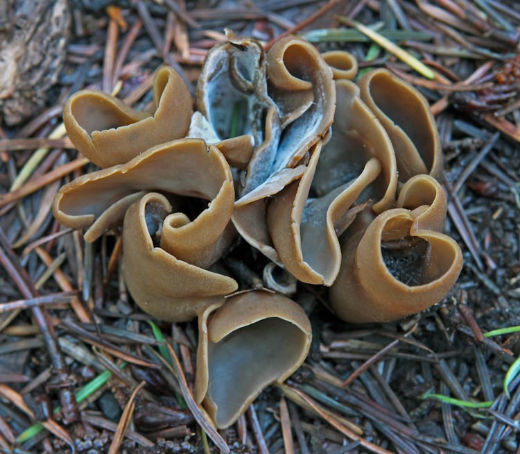 Otidea alutacea Otidea alutacea