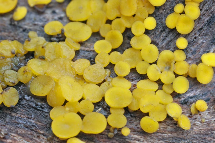 Bisporella citrina