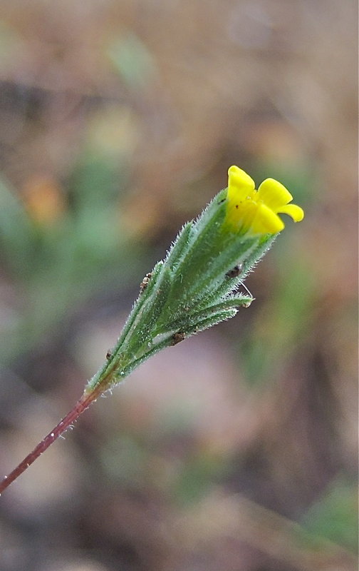Rigiopappus leptocladus