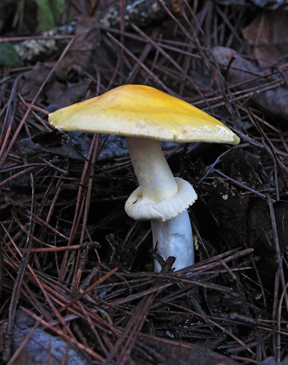 Amanita gemmata Amanita gemmata