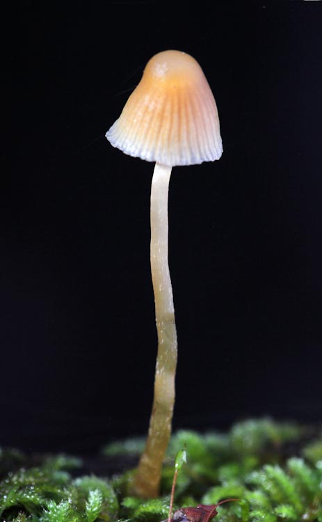 Mycena epipterygia Mycena epipterygia