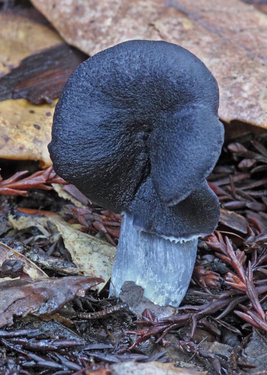 Entoloma bloxamii