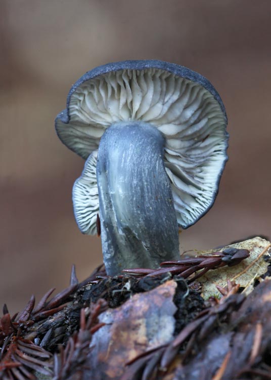 Entoloma bloxamii Entoloma bloxamii