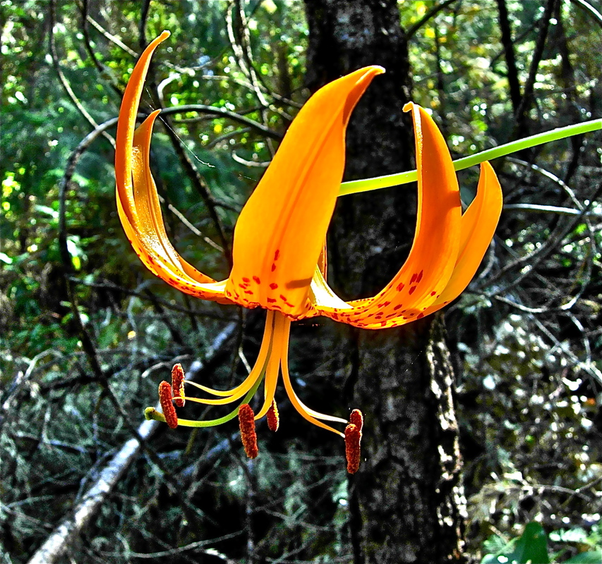 Lilium humboldtii ssp. humboldtii