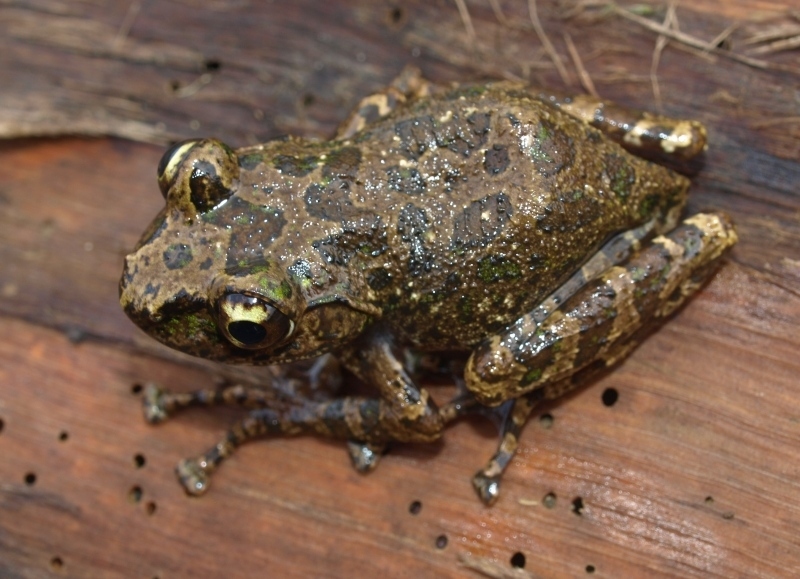 Spinomantis peraccae Spinomantis peraccae