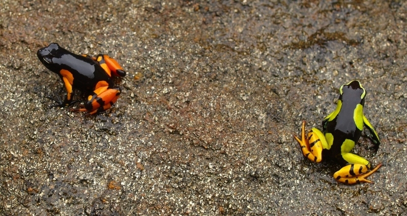 Mantella cowanii