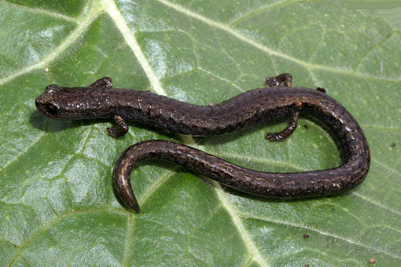 Batrachoseps gavilanensis