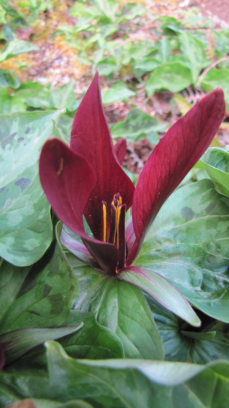 Trillium kurabayashii Trillium kurabayashii