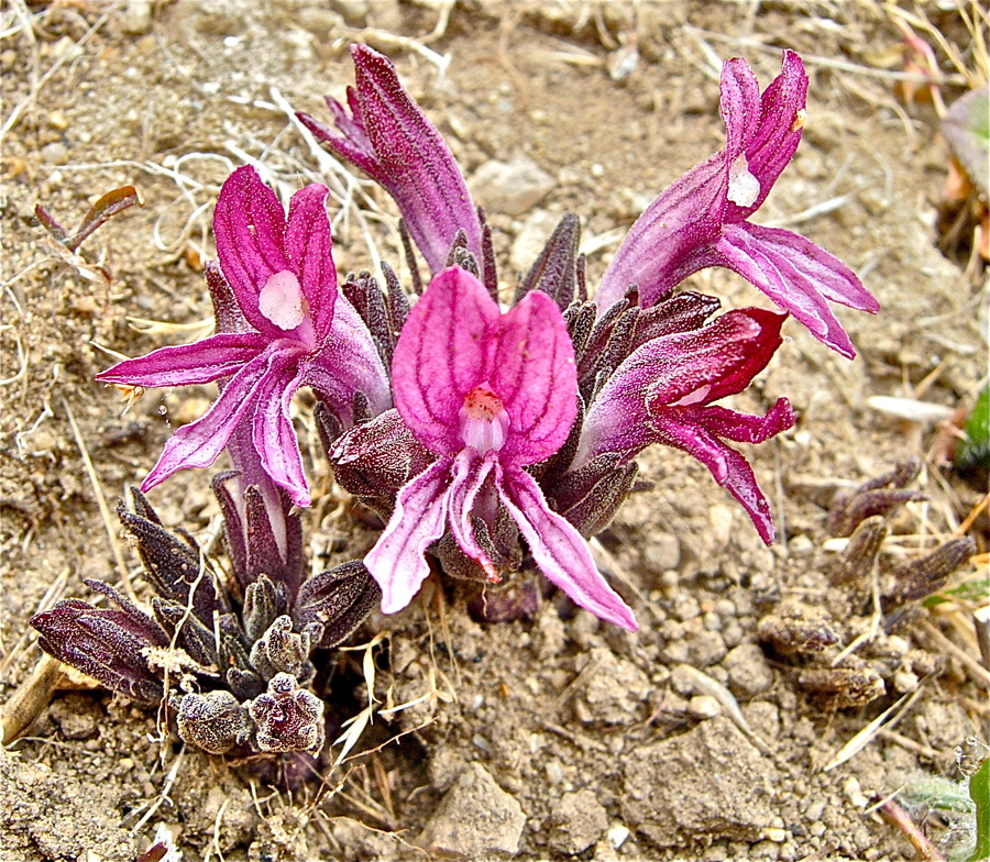 Aphyllon californicum ssp. californicum