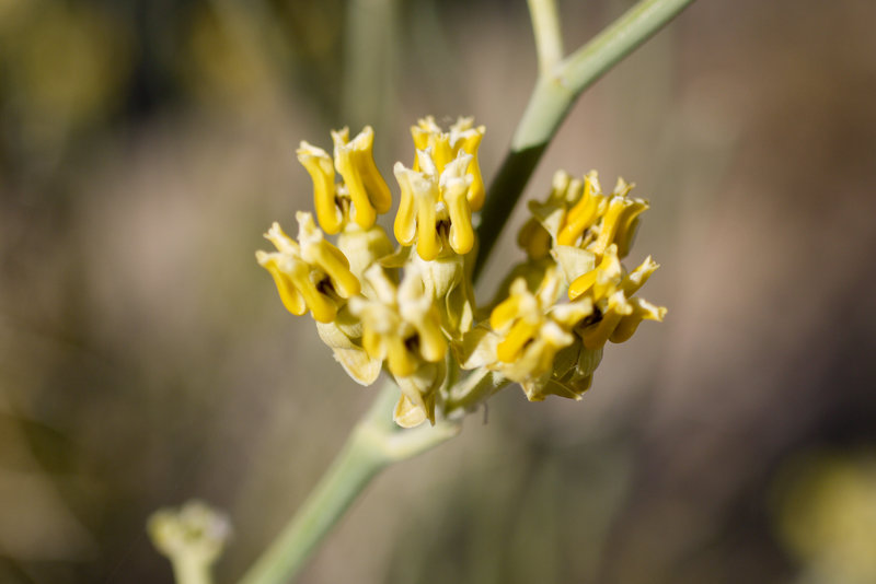 Asclepias subulata