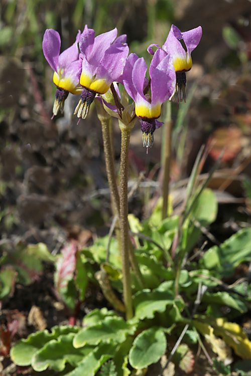 Primula clevelandii var. insularis Primula clevelandii var. insularis