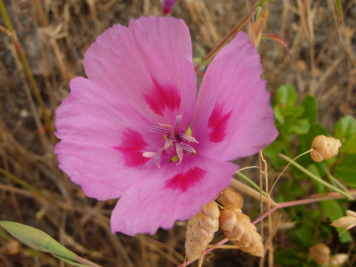 Clarkia amoena ssp. huntiana