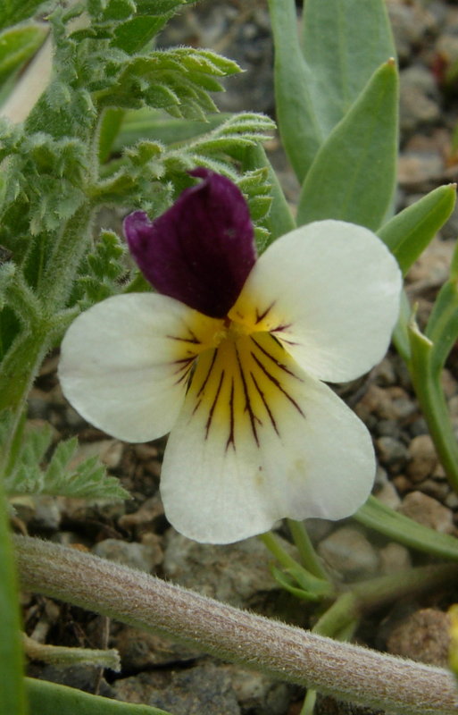 Viola hallii