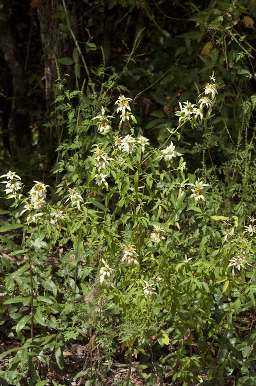 Monarda punctata