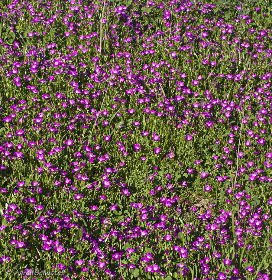 Calandrinia menziesii Calandrinia menziesii