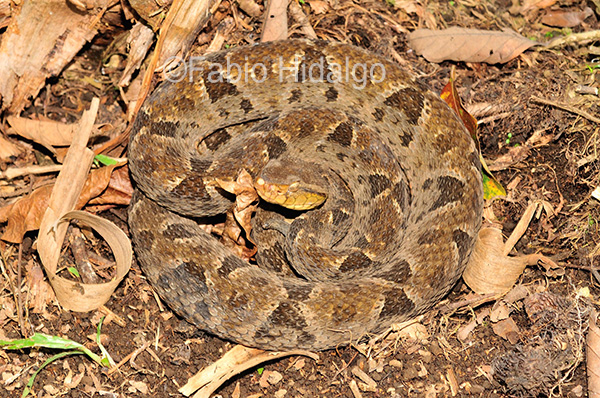 Lachesis stenophrys Lachesis stenophrys
