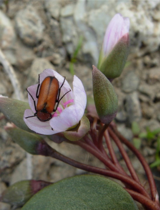 Claytonia obovata