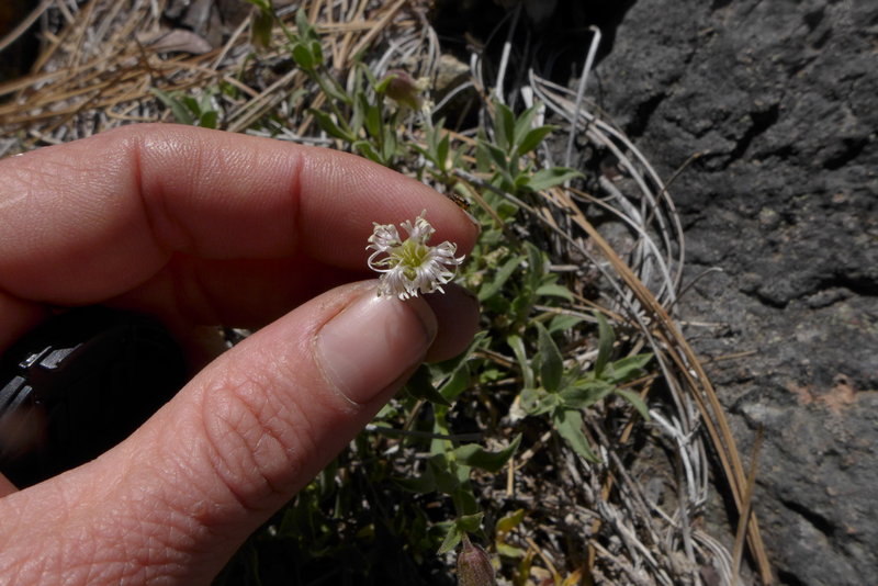 Silene campanulata