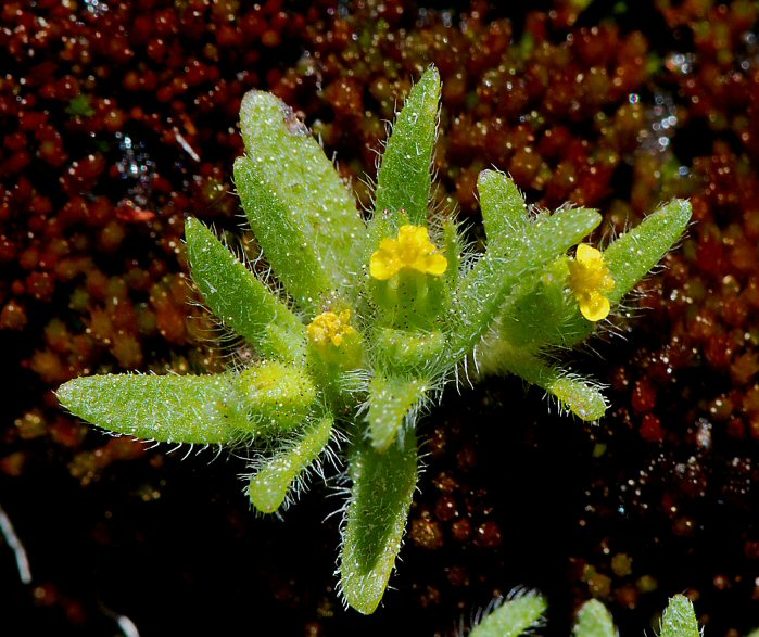 Hemizonella minima