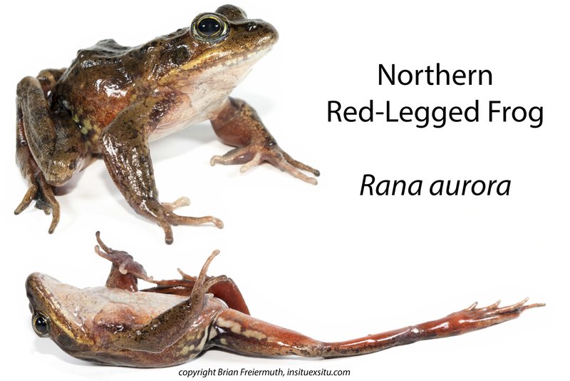 Rana aurora Rana aurora