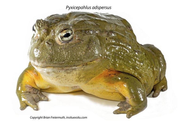 Pyxicephalus adspersus Pyxicephalus adspersus