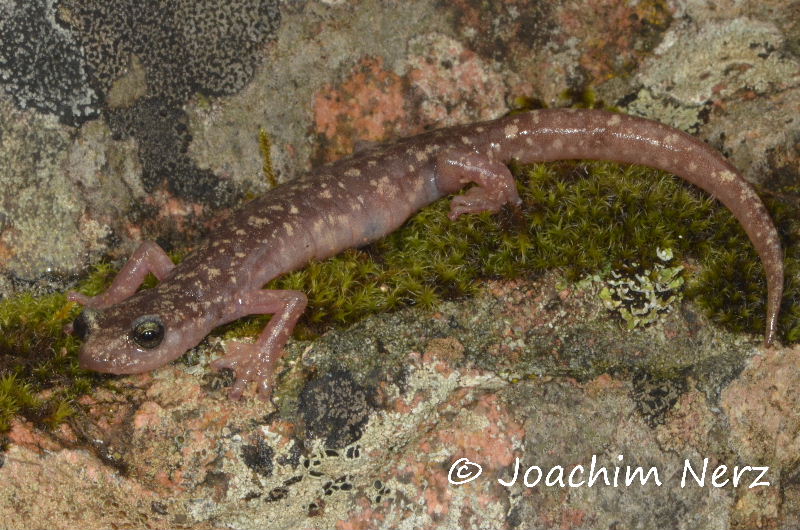 Hydromantes sarrabusensis Hydromantes sarrabusensis